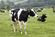 A cow in a field.